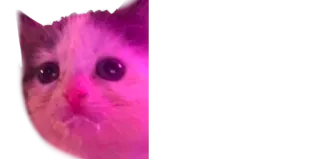 😶 gato, animal, meme, triste telegram sticker
