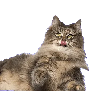 😝 DIDEA chat, animal de compagnie, animal, chat domestique, gris, duveteux, lèche whatsapp sticker
