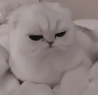🎀 猫, 动物, 宠物, 可爱, 生气, 猫科动物, 苏格兰折耳猫 telegram sticker