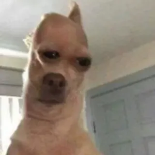 🐕 hond, chihuahua, dier, meme, grappig, huisdier telegram sticker