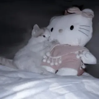 🐈‍⬛ Hello Kitty Katze, Kätzchen, Hello Kitty, Plüschtier, Tier, süß, kawaii telegram sticker