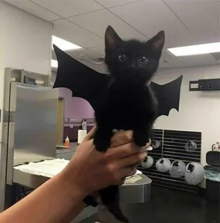 🍑 kitten, cat, bat, halloween, animal, cute, pet telegram sticker