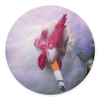 🐔 ayam, rokok, merokok, hewan, burung, unggas whatsapp sticker