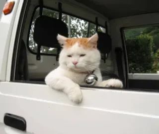 😶 cat, pet, animal, window, car, bell whatsapp sticker