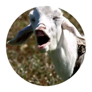 😱 goat, animal, farm, white, funny telegram sticker