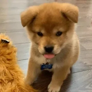 😣 Hund, Welpe, Shiba Inu, Haustier, süß, Tier telegram sticker