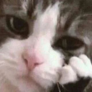 ☹️ cat, cute, animal, pet, feline, domestic cat, mammal telegram sticker