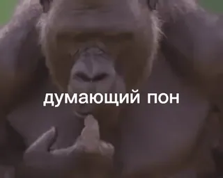 🏃‍♀ думающий пон gorila, kera, berpikir, binatang telegram sticker