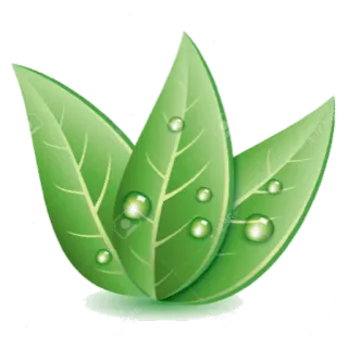 ☘ Blätter, grün, Natur, Pflanze, Wassertropfen, Umwelt whatsapp sticker