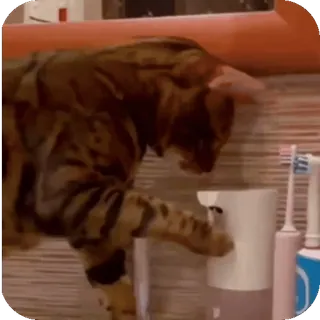 🤩 gatto, spazzolino da denti, animale domestico, animale, bagno telegram sticker