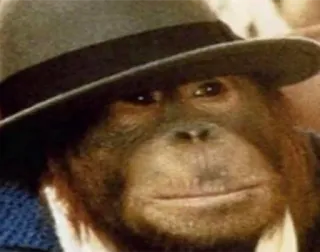 monke whatsapp stickers
