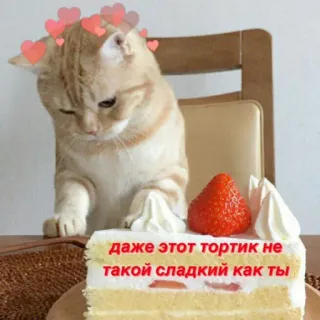 🍰 даже этот тортик не такой сладкий как ты แมว, น่ารัก, หัวใจ, เค้ก, สตรอเบอร์รี่, หวาน whatsapp sticker