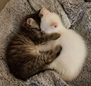 🤗 kittens, cats, sleeping, cute, animals, pets telegram sticker