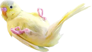 🙃 bird, budgie, parakeet, yellow, cute, animal, pet telegram sticker