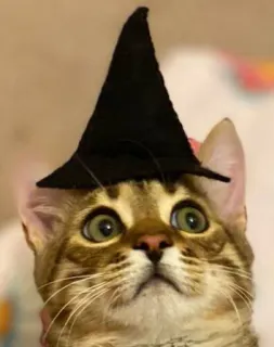 🔮 gato, gatito, bruja, sombrero, halloween, lindo, animal telegram sticker