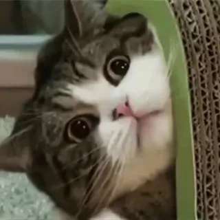😳 chat, chaton, animal, animal de compagnie, mignon, carton telegram sticker