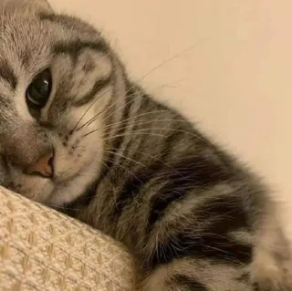🐈 Katze, Tier, Haustier, Haustier, Säugetier, Katzenartig, Hauskatze, faul telegram sticker
