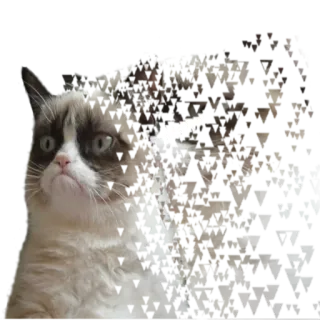 😐 Grumpy Cat gato gruñón, gato, meme, animal whatsapp sticker
