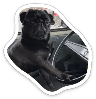 🚗 pug, dog, car, driving, pet, animal, vw, volkswagen telegram sticker
