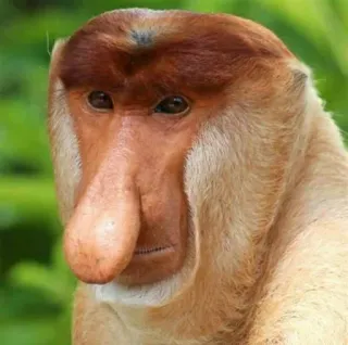 😐 Nasica, scimmia, animale, fauna selvatica, primate, naso lungo, specie in via di estinzione telegram sticker