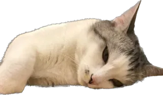 😴 chat, animal, animal domestique, mammifère, mignon whatsapp sticker