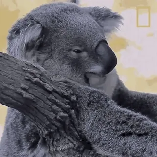 🥱 coala, animal, vida selvagem, marsupial, Austrália, natureza whatsapp sticker