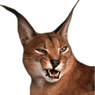 😕 каракал, кот, животное, дикая природа, крупная кошка, мем, Флоппа, смешной telegram sticker