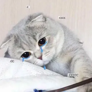 😢 :C :CC :CCCC :CCCCC 猫, 悲しい, 泣く, 涙, かわいい, ペット, 動物 telegram sticker