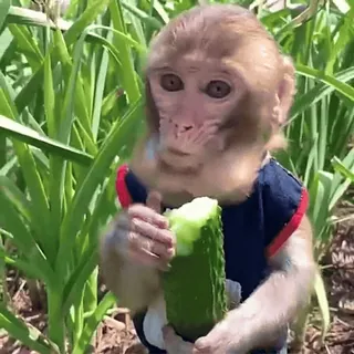🥒 singe, animal, mignon, concombre, faune, nature, grand singe whatsapp sticker