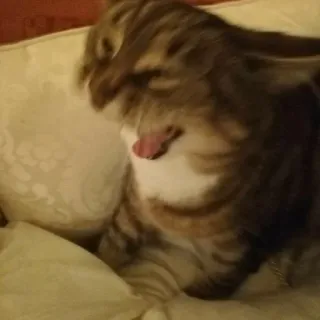 🌟 cat, yawning, domestic animal, mammal telegram sticker