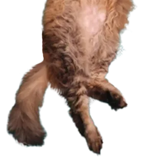 ⬇️ кот, животное, питомец, домашнее животное telegram sticker