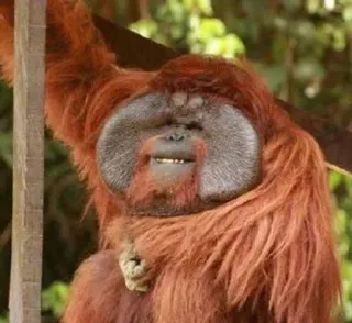 😉 orango, scimmia, animale, mammifero, fauna selvatica, natura telegram sticker
