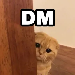 🍁 DM Katze, süß, Kätzchen, Haustier, Tier, DM, Meme telegram sticker