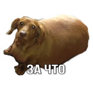 😔 ЗА ЧТО dog, dachshund, sad, question, fat, animal whatsapp sticker