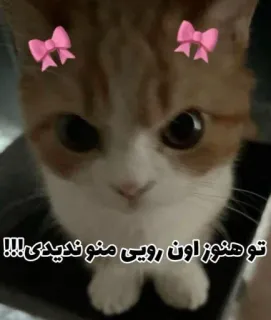 🤨 تو هنوز اون رویی منو ندیدی!!! gatto, gattino, carino, fiocchi, adorabile telegram sticker