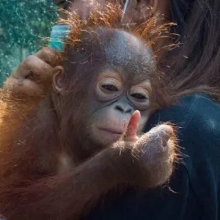 👍 animale, cucciolo orango, scimmia antropomorfa, scimmia, pollice in su whatsapp sticker