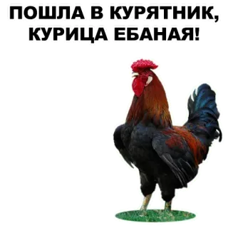 Birds @stickersb2b telegram stickers