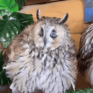 🦉 sowa, ptak, dzika przyroda, zwierzę, śpiący, natura telegram sticker