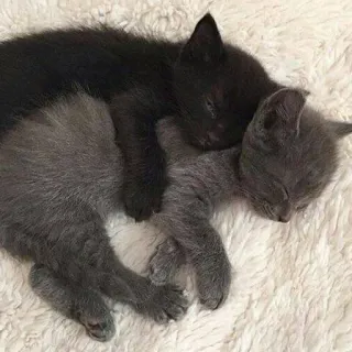 💕 小猫, 猫, 睡觉, 可爱, 宠物, 动物, 迷人, 家养 telegram sticker