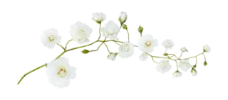 🌿 花, 白花, 花卉, 自然, 植物 telegram sticker