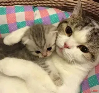 🤰 mèo, mèo con, dễ thương, thú cưng, động vật, mèo con, mẹ, gia đình telegram sticker