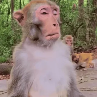 🤩 monkey telegram sticker
