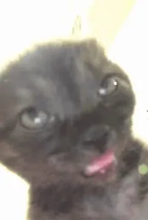 😳 gato, gatinho, animal, animal de estimação, fofo, animal doméstico telegram sticker