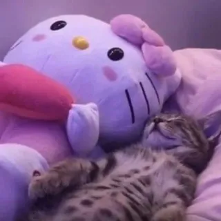 💞 gato, gatito, dormir, hello kitty, peluche, lindo, animal, mascota, doméstico telegram sticker