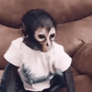 😁 monkey, animal, cute, t-shirt, primate, mammal telegram sticker