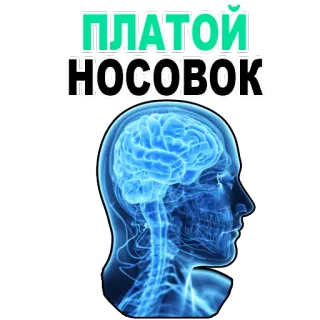 😉 ПЛАТОЙ НОСОВОК brain, head, anatomy, science, human, medical telegram sticker