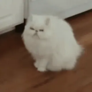 😳 고양이, 흰 고양이, 페르시안 고양이, 동물, 애완동물, 폭신한 whatsapp sticker
