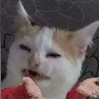 🐈 chat, animal, mème, drôle, animal de compagnie, sarcastique whatsapp sticker