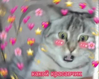 ❤️ какой красавчик cat, cute, hearts, flowers, kawaii telegram sticker