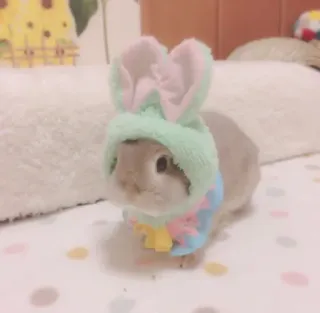 🌟 bunny, rabbit, pet, animal, cute, hat, ears whatsapp sticker